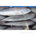 Дешевая цена бонито рыба целый круглый тунец